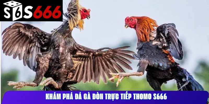 Khám phá đá gà đòn trực tiếp Thomo S666