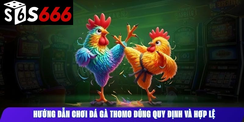 Hướng dẫn chơi đá gà Thomo đúng quy định và hợp lệ